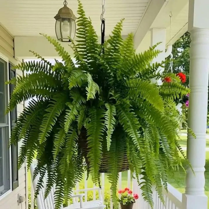 Glowing Boston Ferns with Lights -Zero Watering, Zero Maintenance-Haily