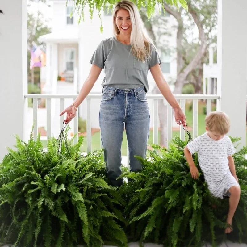 Glowing Boston Ferns with Lights -Zero Watering, Zero Maintenance-Haily