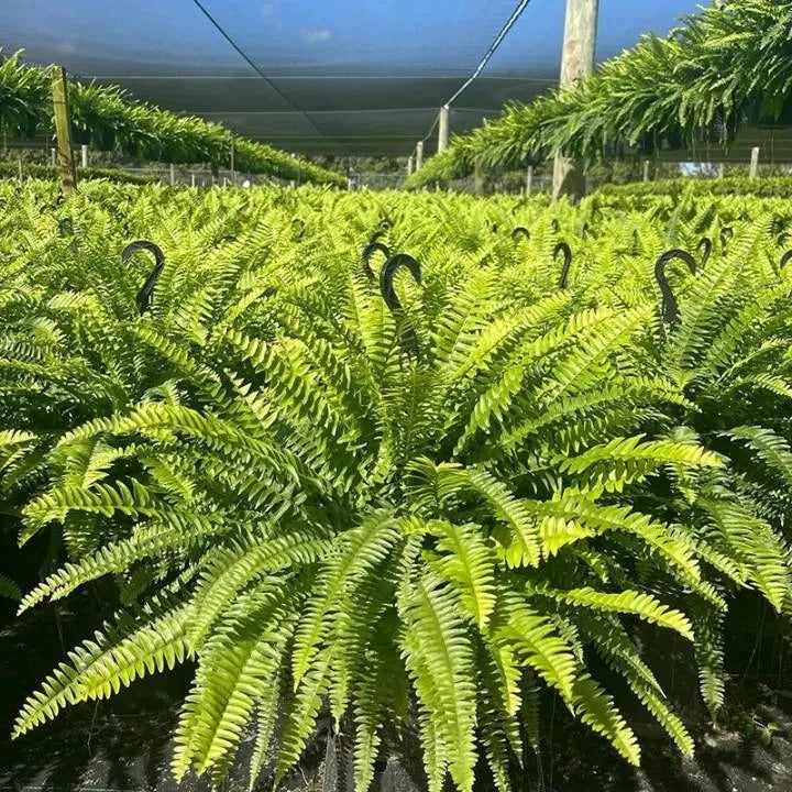 Glowing Boston Ferns with Lights -Zero Watering, Zero Maintenance-Haily