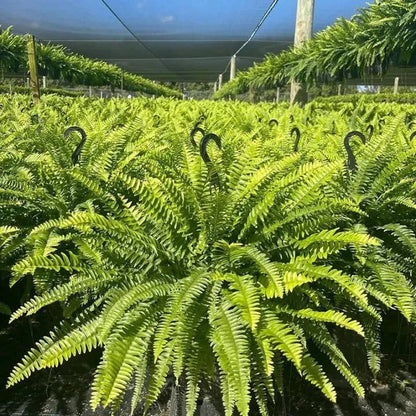 Glowing Boston Ferns with Lights -Zero Watering, Zero Maintenance-Haily