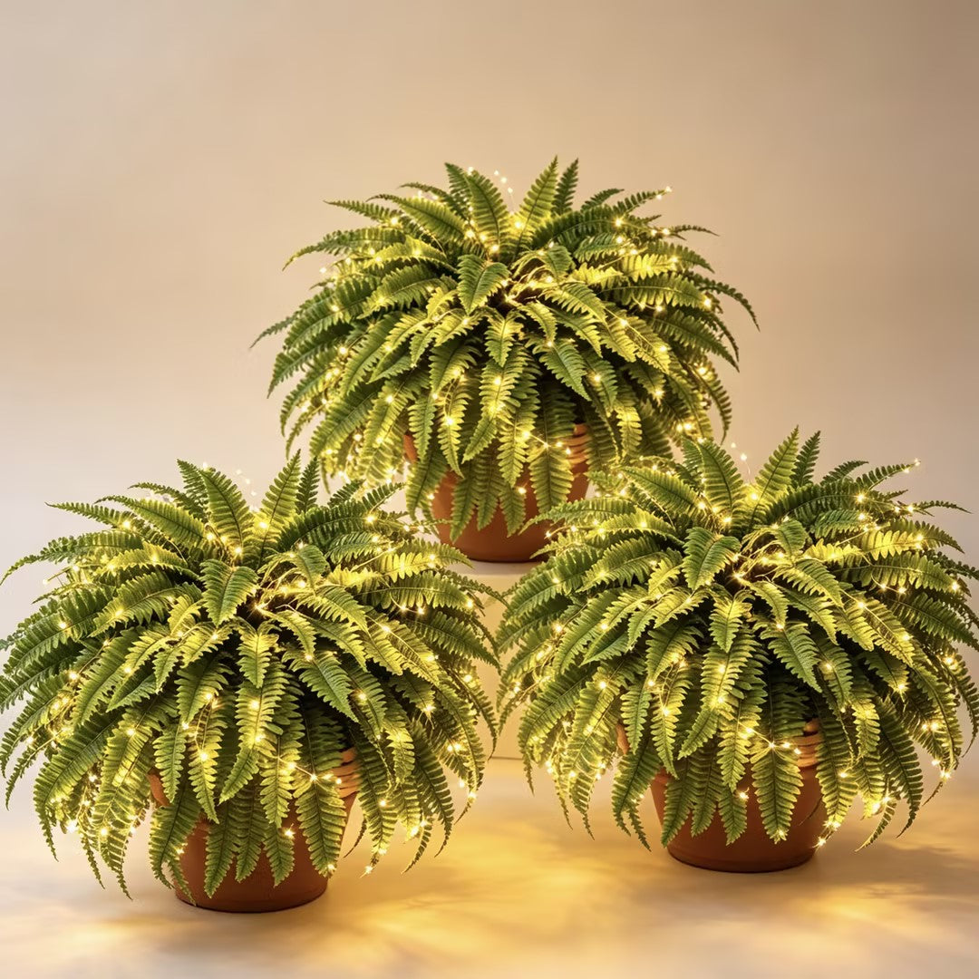 Glowing Boston Ferns with Lights -Zero Watering, Zero Maintenance-Haily